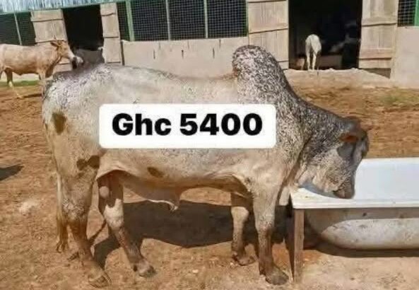Cows For Sale