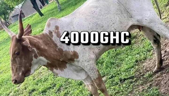 Cows For Sale