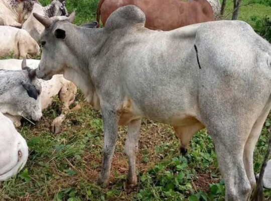 Cows For Sale