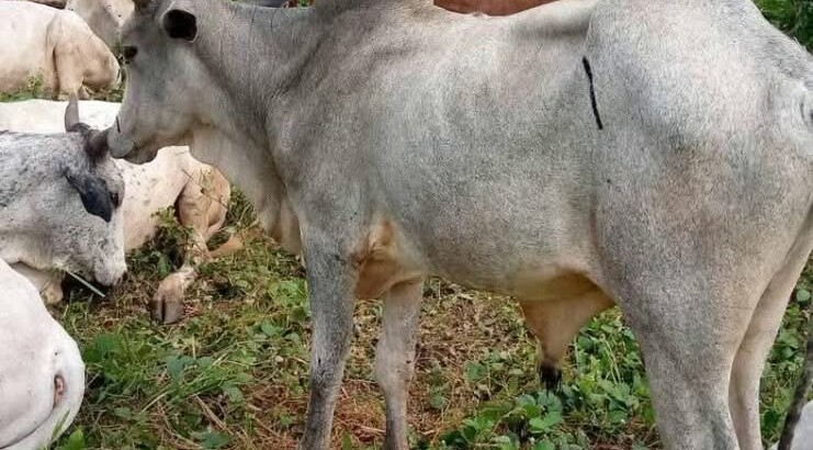 Cows For Sale