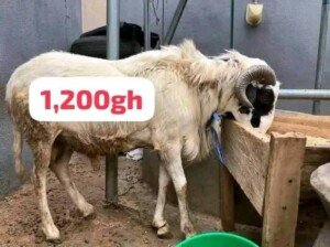 Cows For Sale
