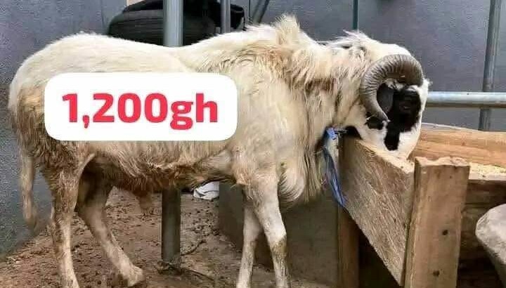 Cows For Sale
